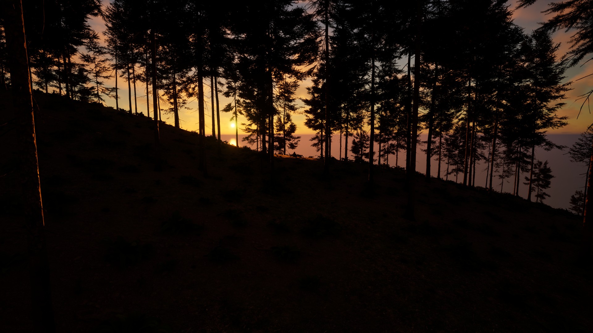 Dennen op de westkliffen bij zonsondergang